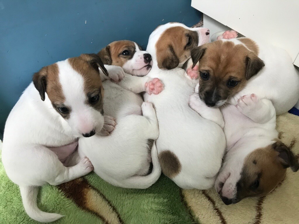 original jack russell